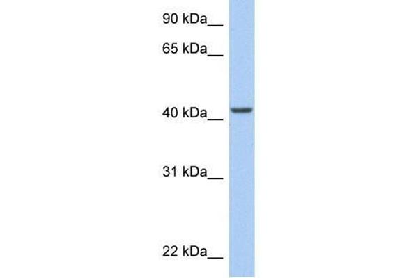 ARID3C Antikörper  (C-Term)