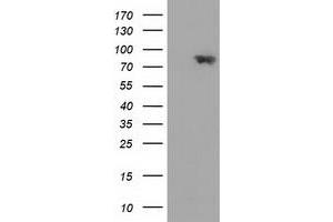 HEK293T cells were transfected with the pCMV6-ENTRY control (Left lane) or pCMV6-ENTRY MAPK7 (Right lane) cDNA for 48 hrs and lysed. (MAPK7 antibody)