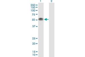 Western Blot analysis of TP53 expression in transfected 293T cell line by TP53 MaxPab polyclonal antibody. (p53 antibody  (AA 1-393))