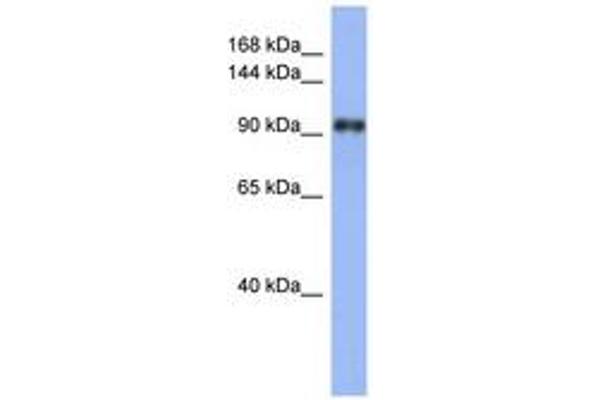 LARP1 antibody  (AA 107-156)