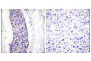 Immunohistochemistry (IHC) image for anti-alpha Tubulin (TUBA1) (C-Term) antibody (ABIN1848864) (alpha Tubulin antibody  (C-Term))