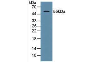 Figure. (p53 antibody  (AA 134-387))