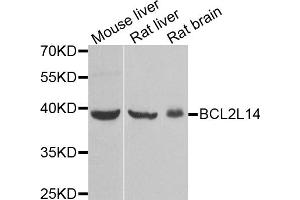 Western blot analysis of extracts of various cell lines, using BCL2L14 antibody. (BCL2L14 antibody)