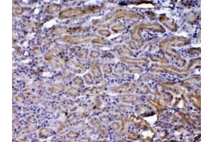 IHC testing of FFPE rat kidney tissue with CCN3 antibody at 1ug/ml. (NOV antibody  (AA 334-357))