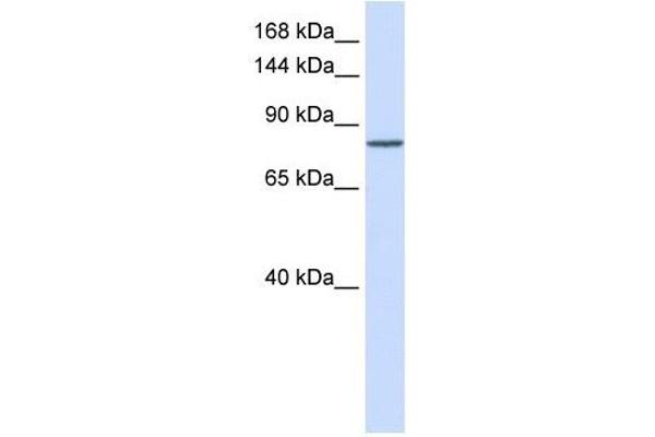 PCDHAC1 antibody  (N-Term)