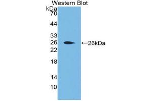 Western blot analysis of the recombinant protein. (Apolipoprotein F antibody  (AA 111-314))