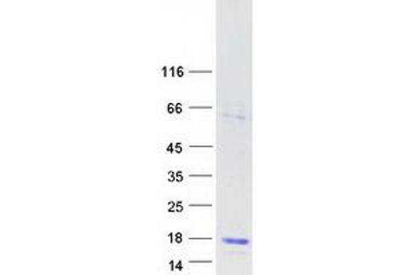 LYZL6 Protein (Myc-DYKDDDDK Tag)