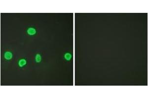 Immunofluorescence (IF) image for anti-Histone 3 (H3) (H3K18ac) antibody (ABIN2879163) (Histone 3 antibody  (H3K18ac))