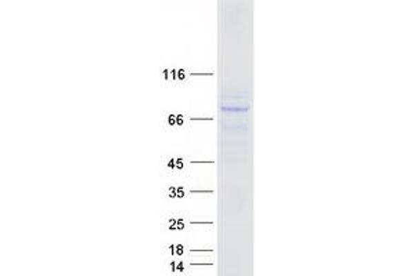 N-Glycanase 1 Protein (NGLY1) (Transcript Variant 1) (Myc-DYKDDDDK Tag)