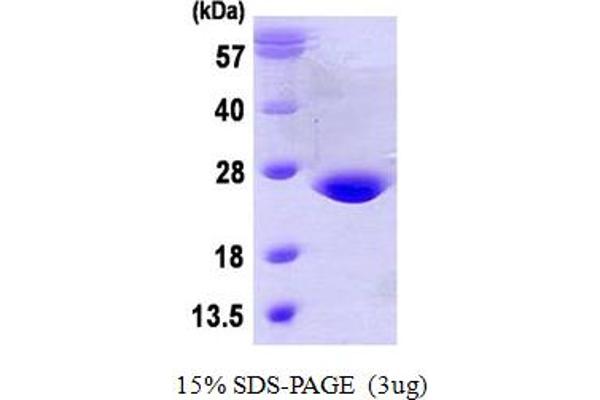 Glutathione Peroxidase 7 Protein (GPX7) (AA 20-187) (His tag)