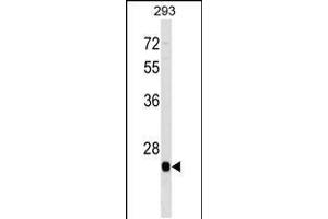 Western blot analysis in 293 cell line lysates (35ug/lane). (BTG4 antibody  (C-Term))