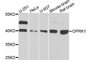 Western blot analysis of extracts of various cells, using OPRK1 antibody. (OPRK1 antibody)