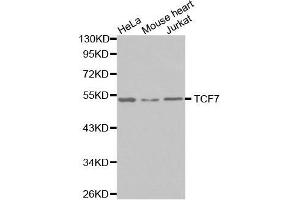 Western blot analysis of extracts of various cell lines, using TCF7 antibody. (TCF7 antibody)