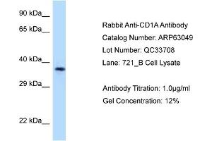 Western Blotting (WB) image for anti-CD1a (CD1a) (C-Term) antibody (ABIN2789348) (CD1a antibody  (C-Term))