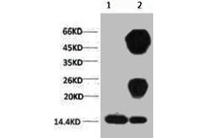 1) Input: Hela Cell Lysate 2) IP product: IP dilute 1:200 (Di-Methyl-Histone H3(K27) (H3K27me2) antibody)