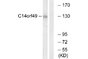 Western blot analysis of extracts from Jurkat cells, using C14orf49 antibody. (Nesprin3 antibody  (Internal Region))