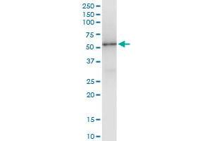 Immunoprecipitation of TP53 transfected lysate using anti-TP53 MaxPab rabbit polyclonal antibody and Protein A Magnetic Bead , and immunoblotted with TP53 purified MaxPab mouse polyclonal antibody (B02P) . (p53 antibody  (AA 1-393))