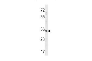 Western blot analysis in HepG2 cell line lysates (35ug/lane). (RFNG antibody  (C-Term))