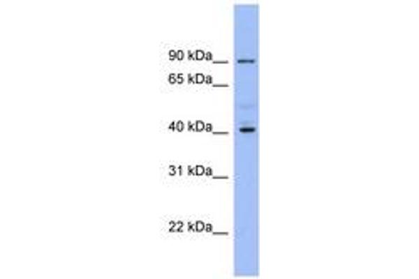 KCNJ9 antibody  (AA 287-336)