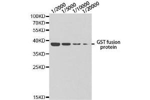Western blot analysis of GST-tagged protein using GST-tag. (GST antibody)