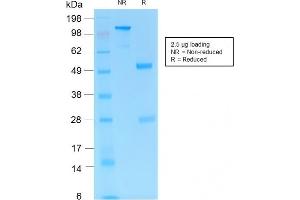 SDS-PAGE (SDS) image for anti-Platelet/endothelial Cell Adhesion Molecule (PECAM1) antibody (ABIN6940290)