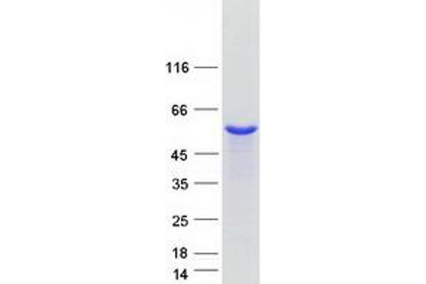 Septin 11 Protein (SEPT11) (Myc-DYKDDDDK Tag)