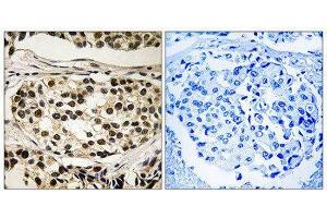 Immunohistochemistry (IHC) image for anti-Cyclin C (CCNC) (pSer275) antibody (ABIN1847764) (Cyclin C antibody  (pSer275))