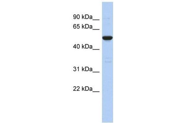 TPRN antibody  (Middle Region)