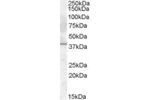 Image no. 1 for anti-Interleukin 12 beta (IL12B) (Internal Region) antibody (ABIN374932) (IL12B antibody  (Internal Region))