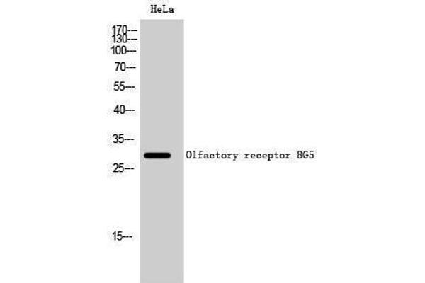 OR8G5 antibody  (Internal Region)