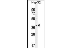 RN Antibody (C-term) (ABIN655838 and ABIN2845252) western blot analysis in HepG2 cell line lysates (35 μg/lane). (RNF215 antibody  (C-Term))