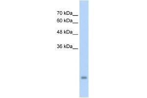 WB Suggested Anti-PSG3 Antibody Titration:  5. (PSG3 antibody  (N-Term))