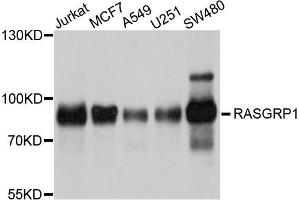 Western blot analysis of extracts of various cell lines, using RASGRP1 antibody (ABIN5998666) at 1/1000 dilution. (RASGRP1 antibody)