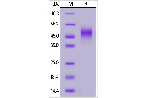 Biotinylated Human NKG2C&CD94, His,Avitag on  under reducing (R) condition. (NKG2C & CD94 (AA 94-231) (Active) protein (His tag,AVI tag,Biotin))