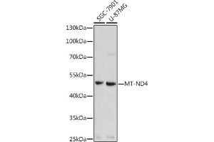 Western blot analysis of extracts of various cell lines, using MT-ND4 antibody (ABIN7268602) at 1:1000 dilution. (Mitochondrially Encoded NADH Dehydrogenase 4 (MT-ND4) antibody)