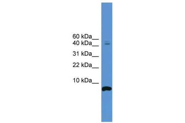CORT antibody  (N-Term)