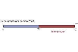 Image no. 3 for anti-PP2A Catalytic alpha (AA 153-309) antibody (ABIN968035) (PP2A Catalytic alpha (AA 153-309) antibody)