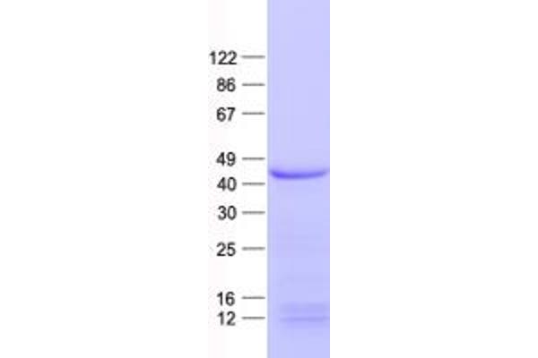 CCNDBP1 Protein (His tag)