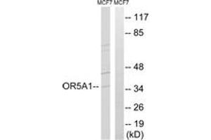 Western Blotting (WB) image for anti-Olfactory Receptor, Family 5, Subfamily A, Member 1 (OR5A1) (AA 240-289) antibody (ABIN2891141) (OR5A1 antibody  (AA 240-289))