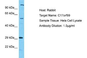 Host: Rabbit Target Name: C17orf99 Sample Type: Hela Whole Cell lysates Antibody Dilution: 1. (C17ORF99 antibody  (N-Term))