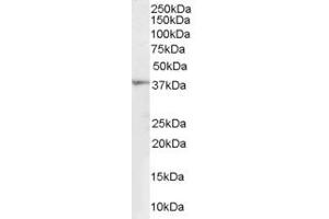 Western Blotting (WB) image for anti-Renalase, FAD-Dependent Amine Oxidase (RNLS) (AA 224-233) antibody (ABIN290182) (RNLS antibody  (AA 224-233))