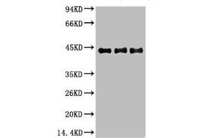 Western blot analysis of 1) Hela, 2) 3T3, 3) Rat Brain using α-SMA Monoclonal Antibody. (Smooth Muscle Actin antibody)