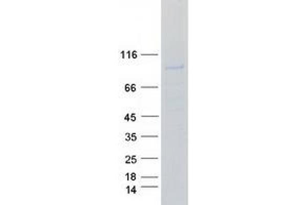 BCAR3 Protein (Myc-DYKDDDDK Tag)