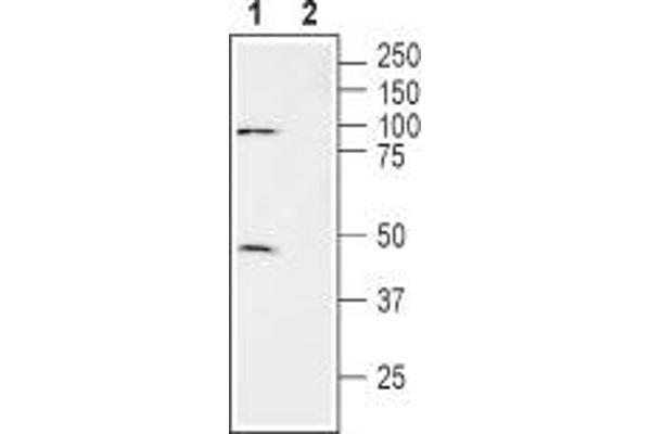 SLC7A11 抗体  (3rd Extracellular Loop)