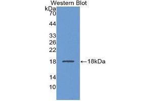 Western Blotting (WB) image for anti-Lecithin-Cholesterol Acyltransferase (LCAT) (AA 290-433) antibody (ABIN5662011) (LCAT antibody  (AA 290-433))
