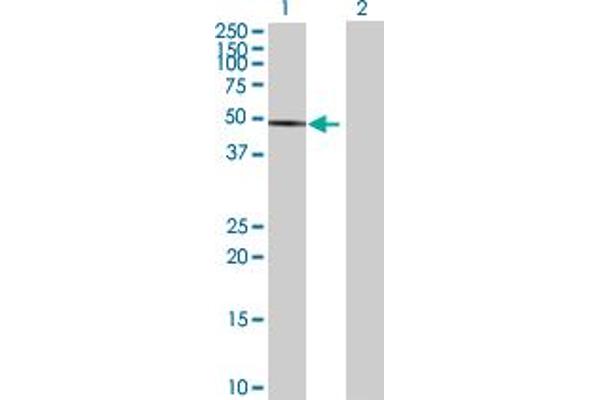 PHF7 antibody  (AA 1-381)