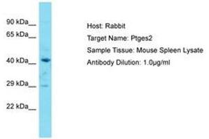 Image no. 1 for anti-Prostaglandin E Synthase 2 (PTGES2) (AA 281-330) antibody (ABIN6750284) (PTGES2 antibody  (AA 281-330))