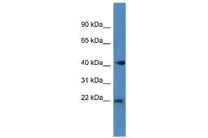 Western Blot showing Pa2g4 antibody used at a concentration of 1. (PA2G4 antibody  (C-Term))