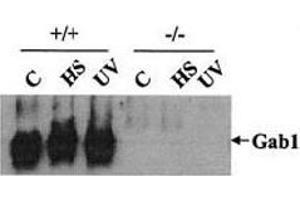 Western blot testing of Gab1 antibody: Wild-type (+/+) and Gab1-/- (-/-) cells were heat shocked (HS) at 42oC for 1 h or irradiated with UV-B light (400 J/m2) and then incubated at 37oC for 1 h. (GAB1 antibody)