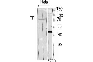 Western Blot analysis of hela using TF Polyclonal Antibody. (Transferrin antibody  (C-Term))